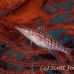 hawkfish_longnose_res_kb_h_0362_png1034.jpg